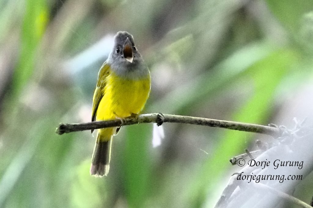 Grey-headed Canary Flycatcher