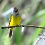 Grey-headed Canary Flycatcher