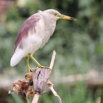 Indian Pond Heron