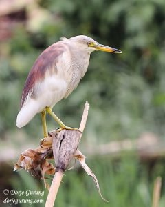 Indian Pond Heron