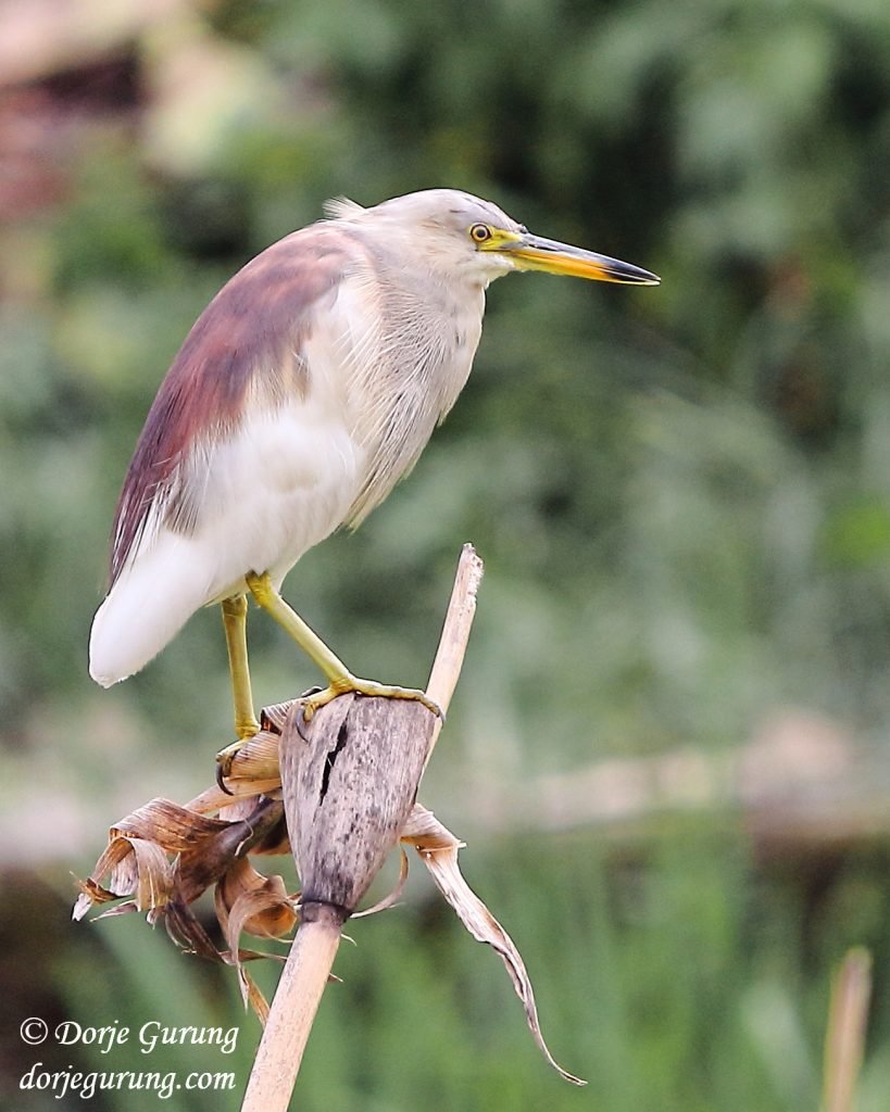 Indian Pond Heron