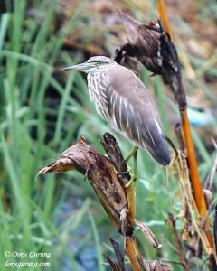Indian Pond Heron 000111