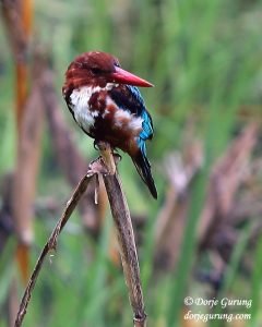 White-Throated Kingfisher 000111