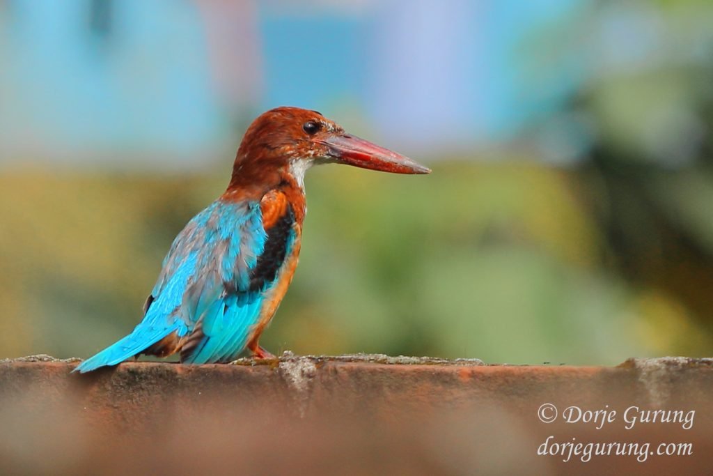 White-throated Kingfisher