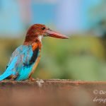 White-throated Kingfisher