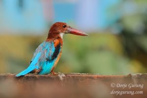 White-throated Kingfisher
